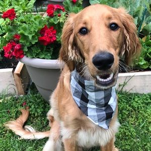 Buffalo Check Dog Bandana Cotton Tie Snap On Black White Reversible